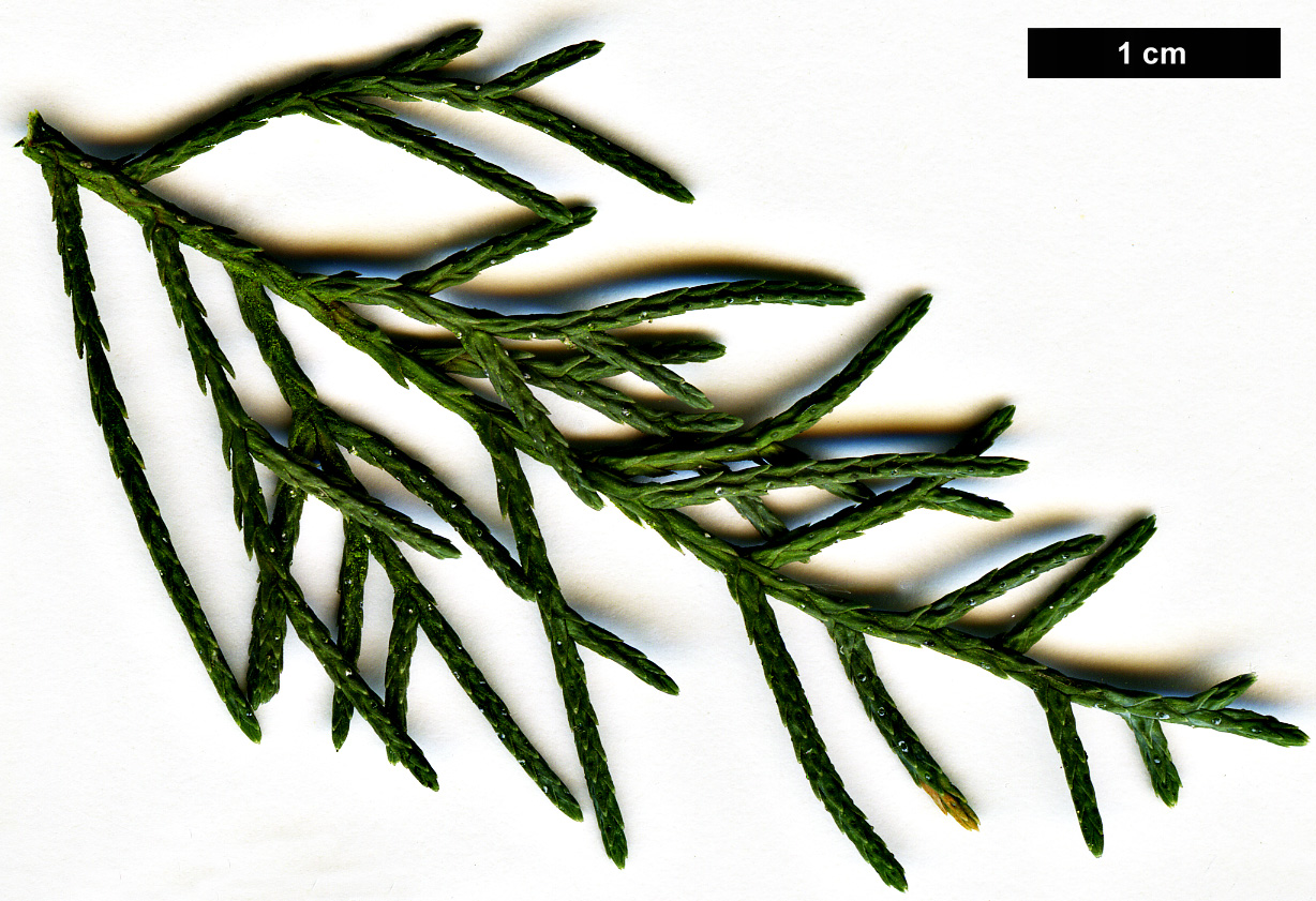 High resolution image: Family: Cupressaceae - Genus: Cupressus - Taxon: arizonica - SpeciesSub: var. glabra